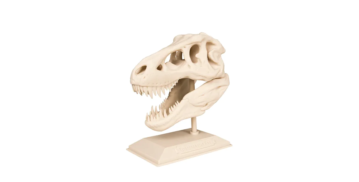 The T-Rex Skull